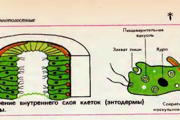 Кракен бошки