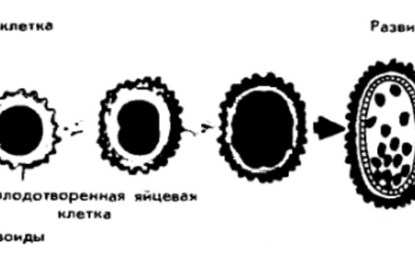 Кракен ссылка даркнет