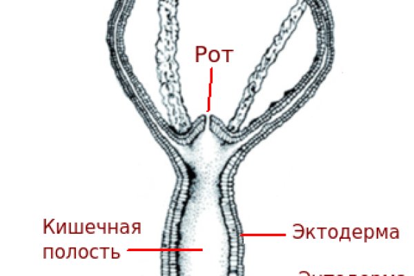 Kraken рынок